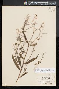 Chamaenerion angustifolium subsp. circumvagum image