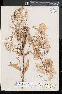 Chamaenerion angustifolium subsp. circumvagum image