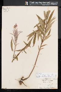 Chamaenerion angustifolium subsp. circumvagum image