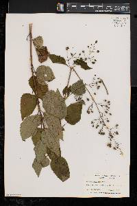 Scrophularia marilandica image