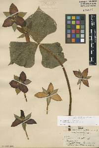 Trillium erectum image