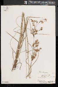 Scirpus atrocinctus image