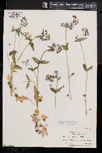 Collinsia verna image