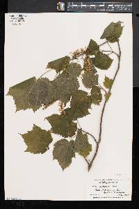 Acer spicatum image