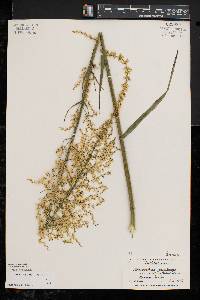 Stenanthium gramineum image