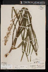 Stenanthium gramineum var. gramineum image