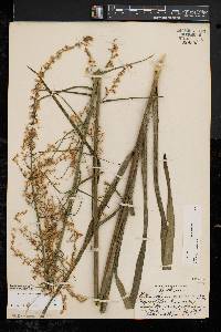 Stenanthium gramineum var. gramineum image