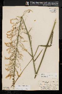 Stenanthium gramineum image