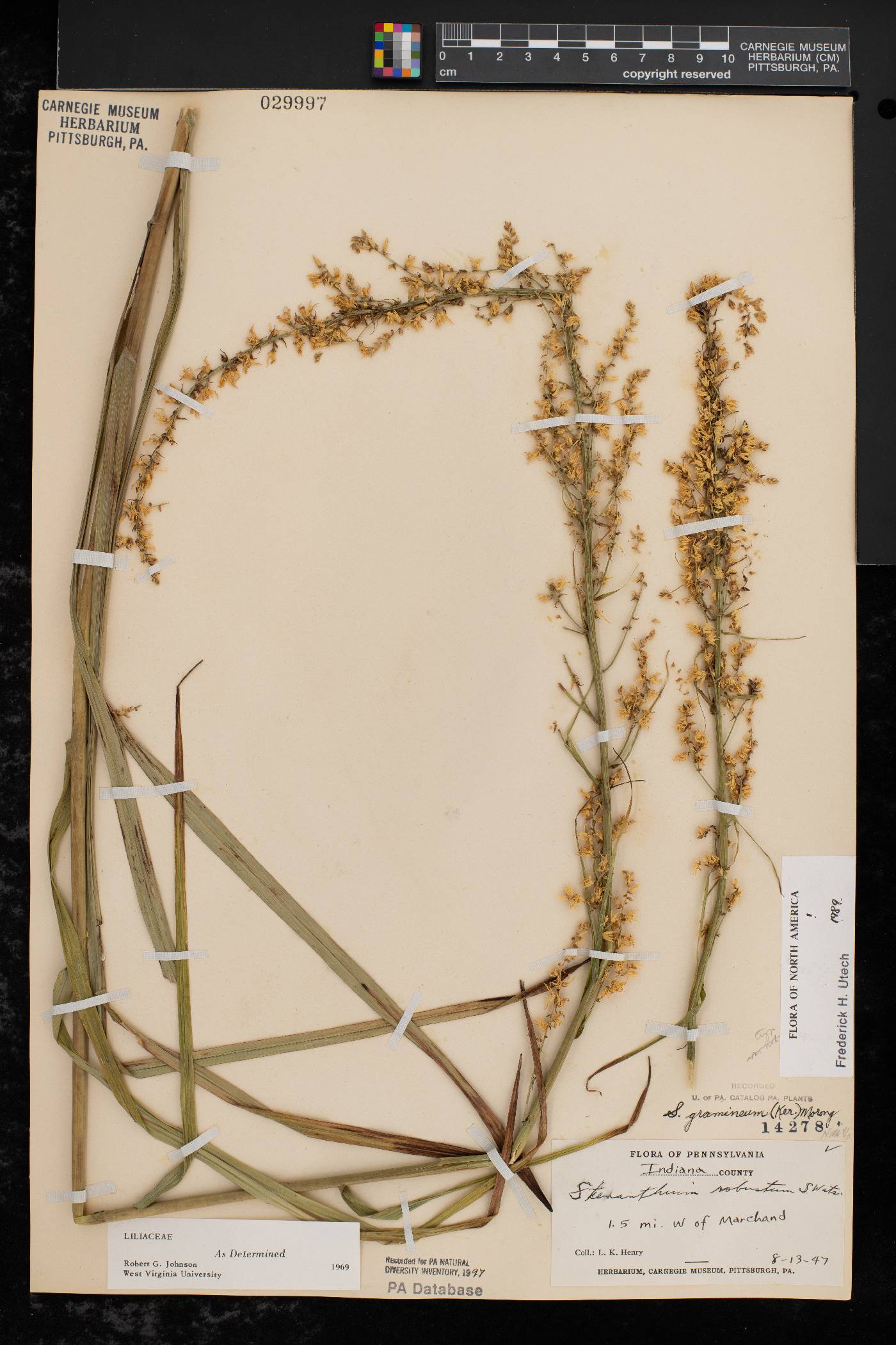 Stenanthium gramineum image