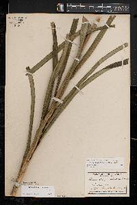 Stenanthium gramineum image