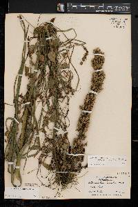 Stenanthium gramineum image