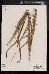 Stenanthium gramineum image