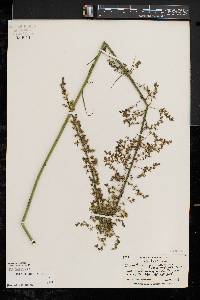 Stenanthium gramineum var. gramineum image