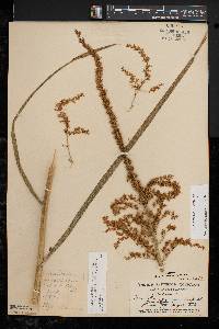 Stenanthium gramineum image