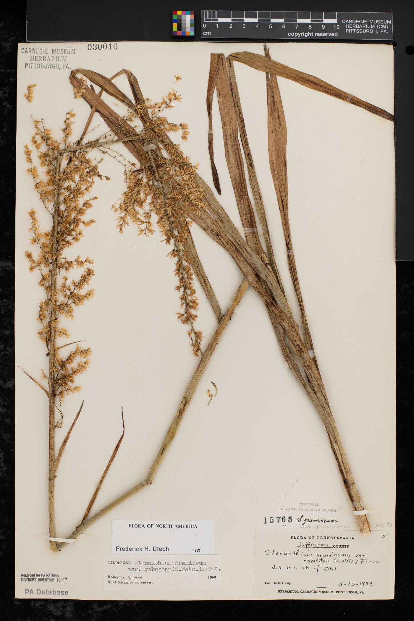 Stenanthium gramineum image