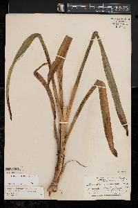 Stenanthium gramineum var. gramineum image