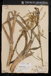 Stenanthium gramineum image