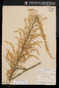 Stenanthium gramineum image