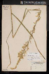 Stenanthium gramineum image