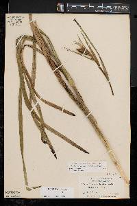 Stenanthium gramineum image