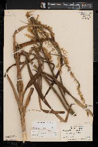 Stenanthium gramineum image