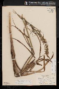 Stenanthium gramineum var. gramineum image