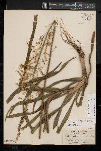 Stenanthium gramineum image