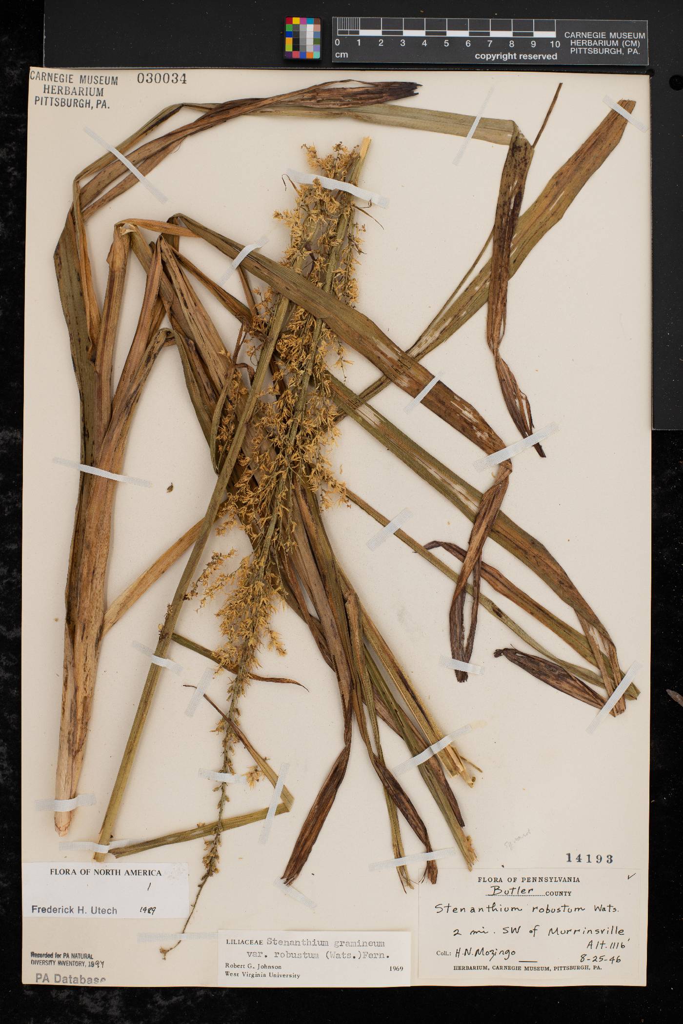 Stenanthium gramineum image