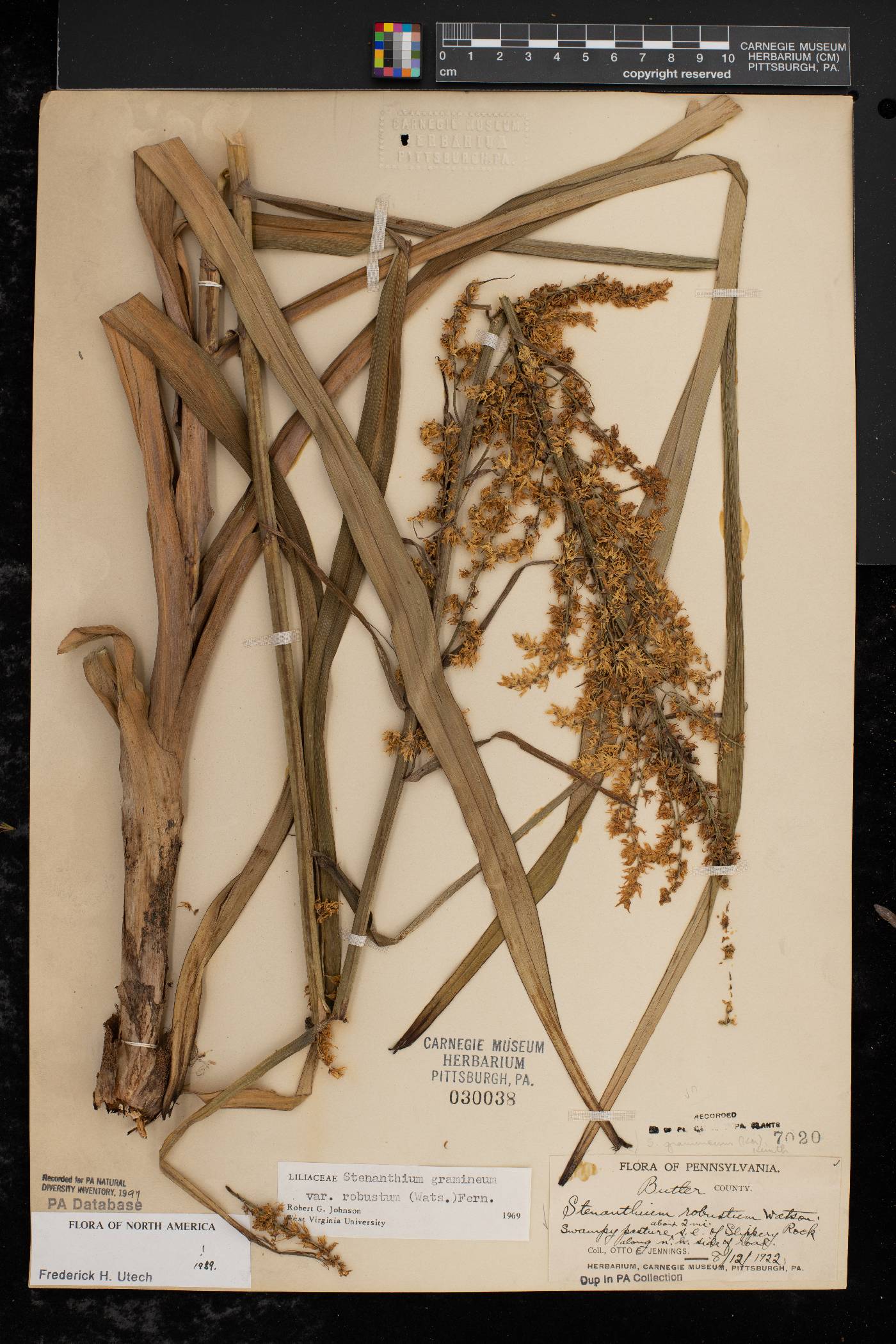 Stenanthium gramineum var. robustum image