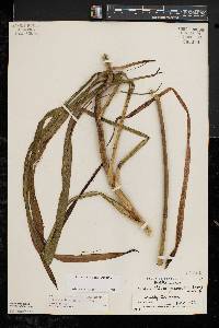 Stenanthium gramineum image