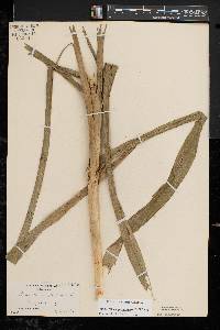 Stenanthium gramineum image