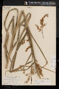 Stenanthium gramineum image