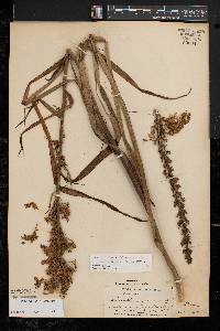 Stenanthium gramineum image