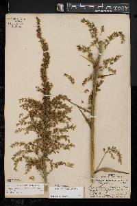 Stenanthium gramineum image