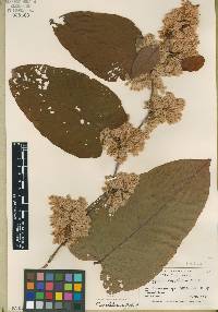 Fallopia sachalinensis image