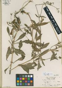 Silene latifolia image