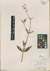 Silene latifolia image