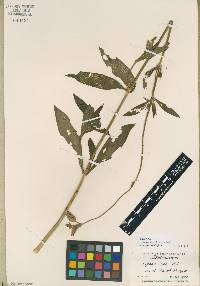 Silene latifolia image