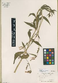 Silene latifolia image