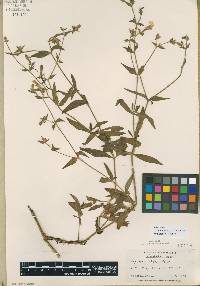 Silene latifolia image