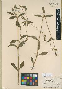 Silene latifolia image