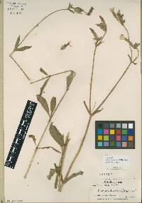 Silene latifolia image