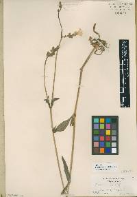 Silene latifolia image