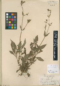 Silene latifolia image