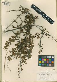 Berberis thunbergii image