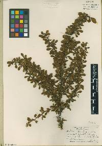 Berberis thunbergii image