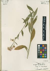 Hesperis matronalis image