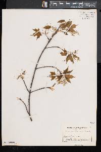 Acer saccharum var. saccharum image