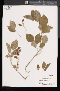 Staphylea trifolia image