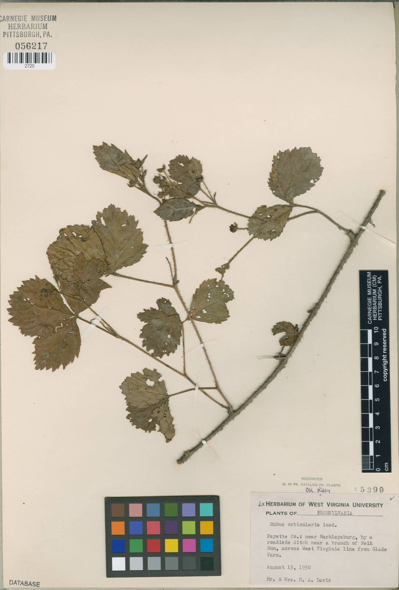 Rubus orbicularis image